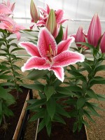 [4308 Dark Sensation GA No01.JPG]